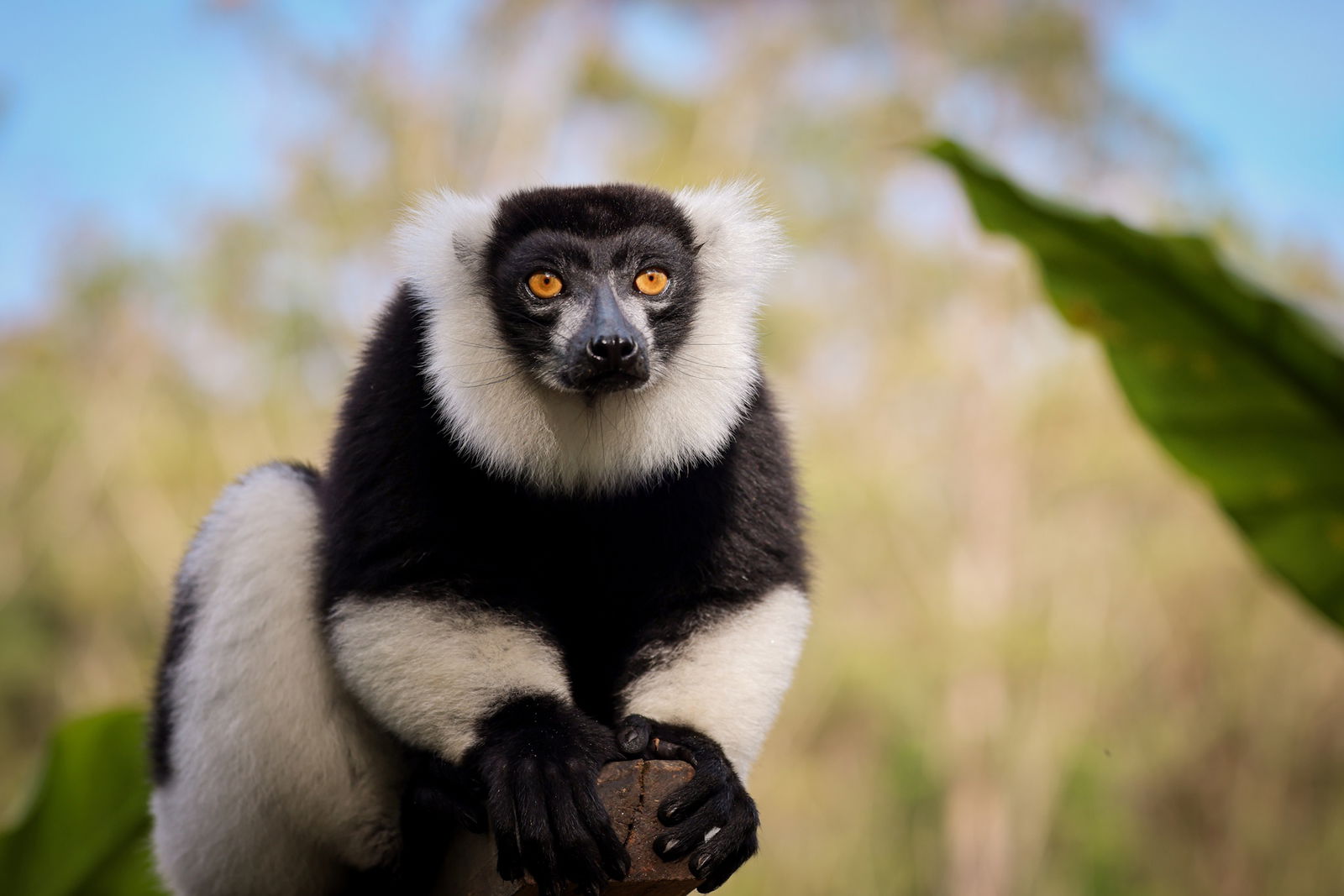 Excursie Circuit madagascar-si-insula-sainte-marie