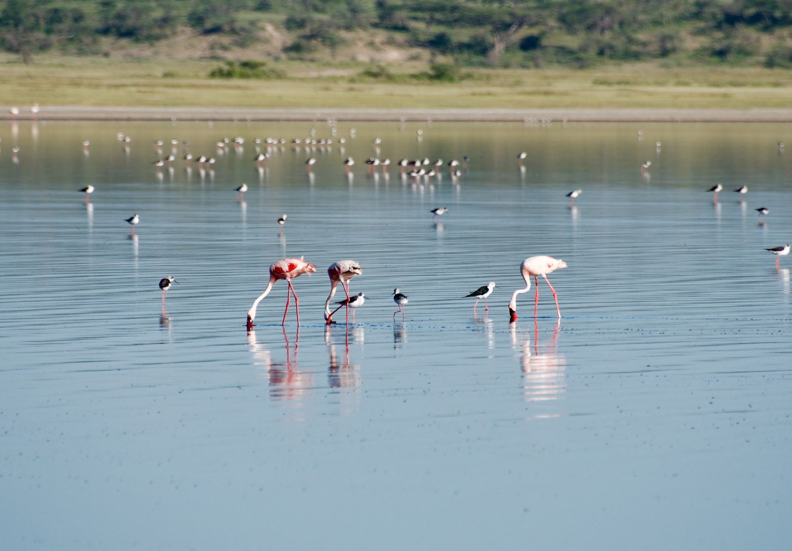 Excursie Circuit serengeti-explorer-safari-in-inima-tanzaniei