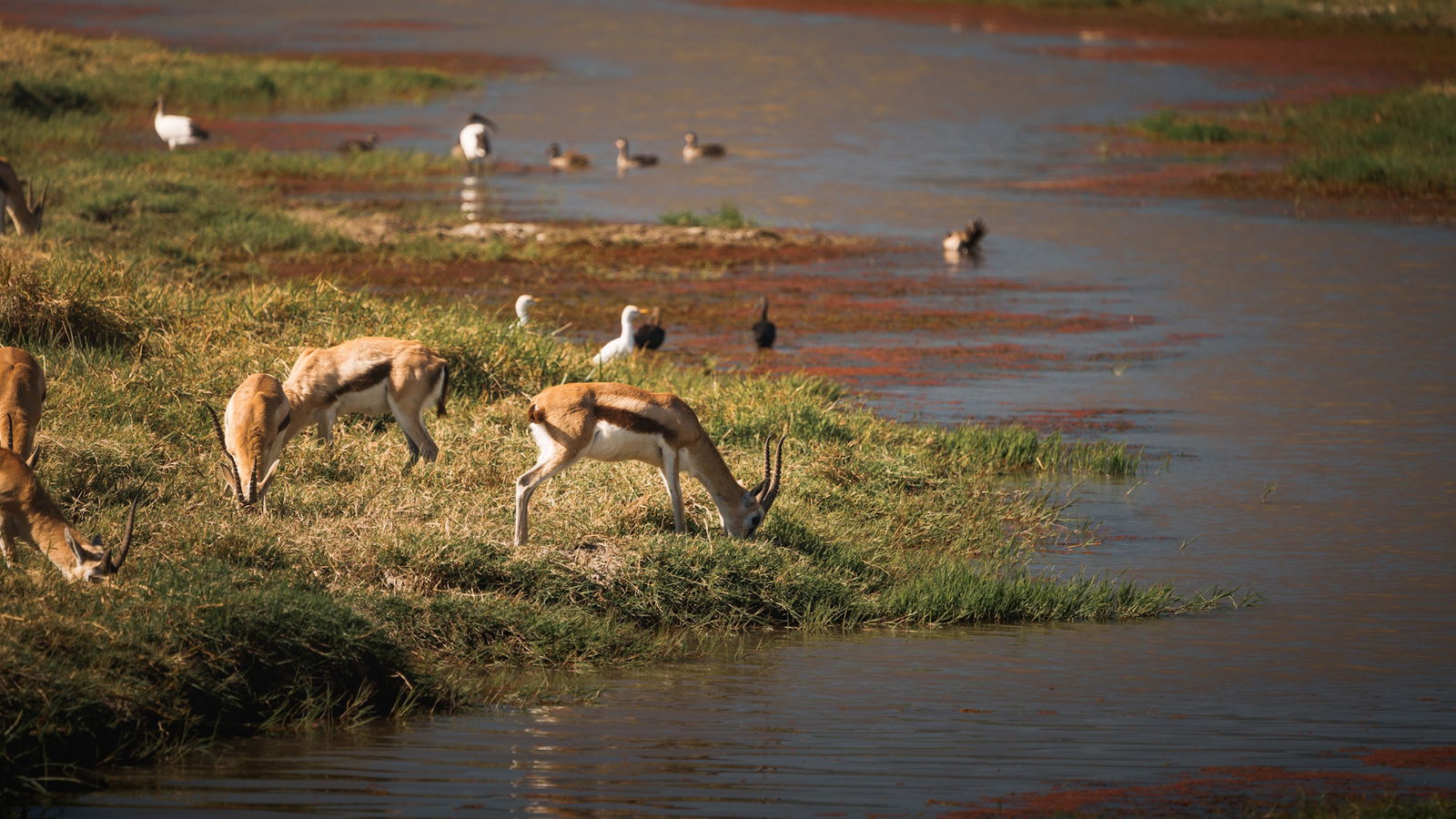 Excursie Circuit serengeti-explorer-safari-in-inima-tanzaniei