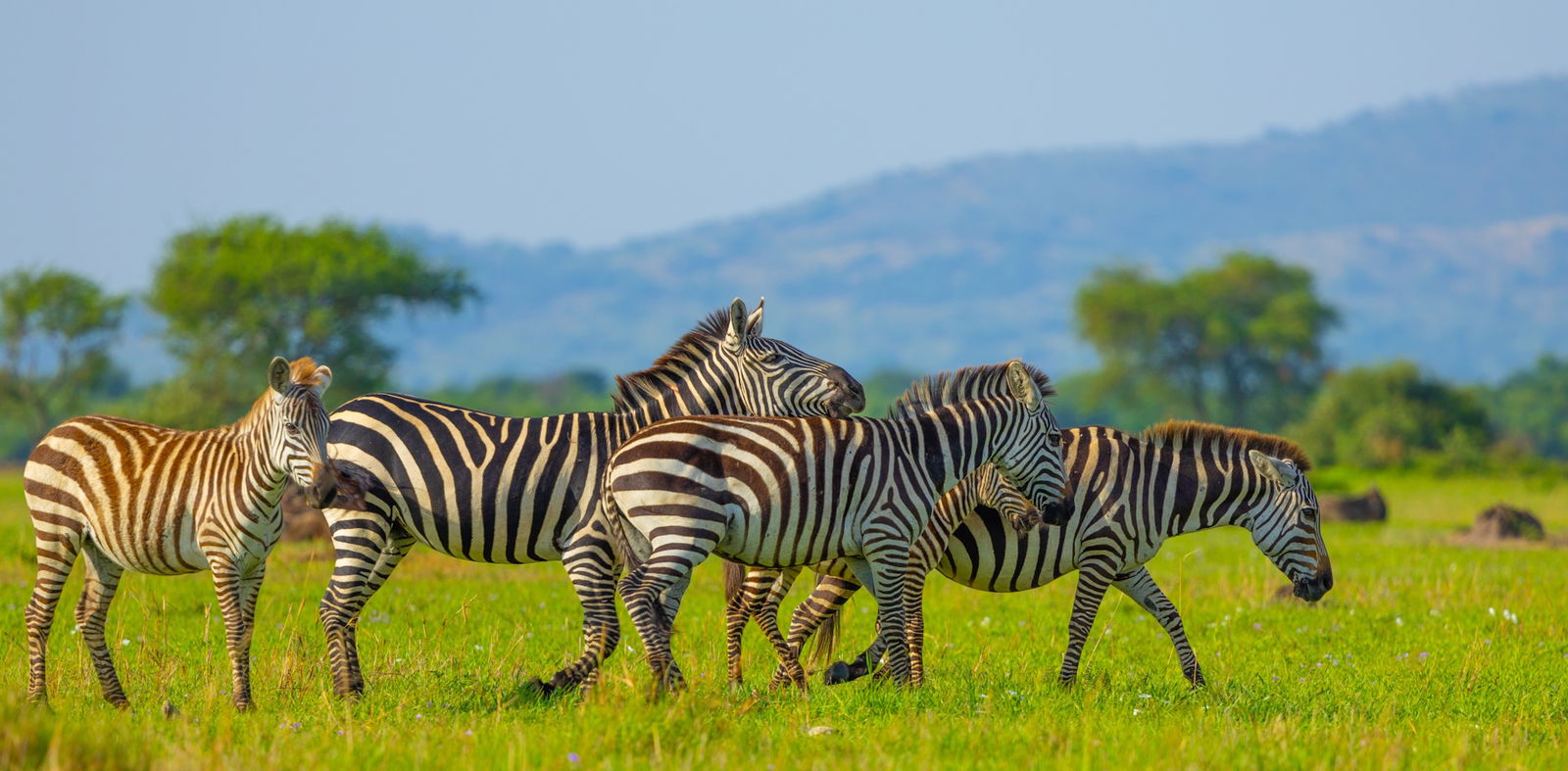 SERENGETI – DRUMUL CATRE MAREA MIGRATIE