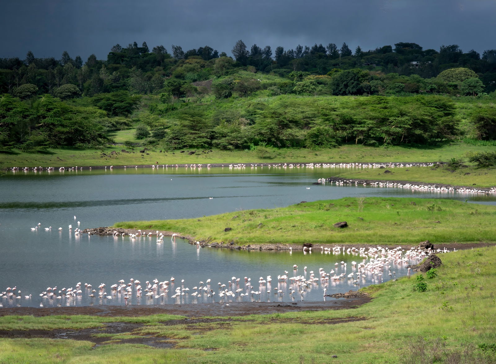 Excursie Circuit zanzibar-si-safari-tanzania-calatorie-intre-delfini-si-lei