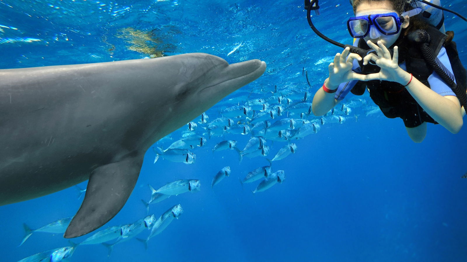 DOLPHIN SPOTTING & SNORKELING