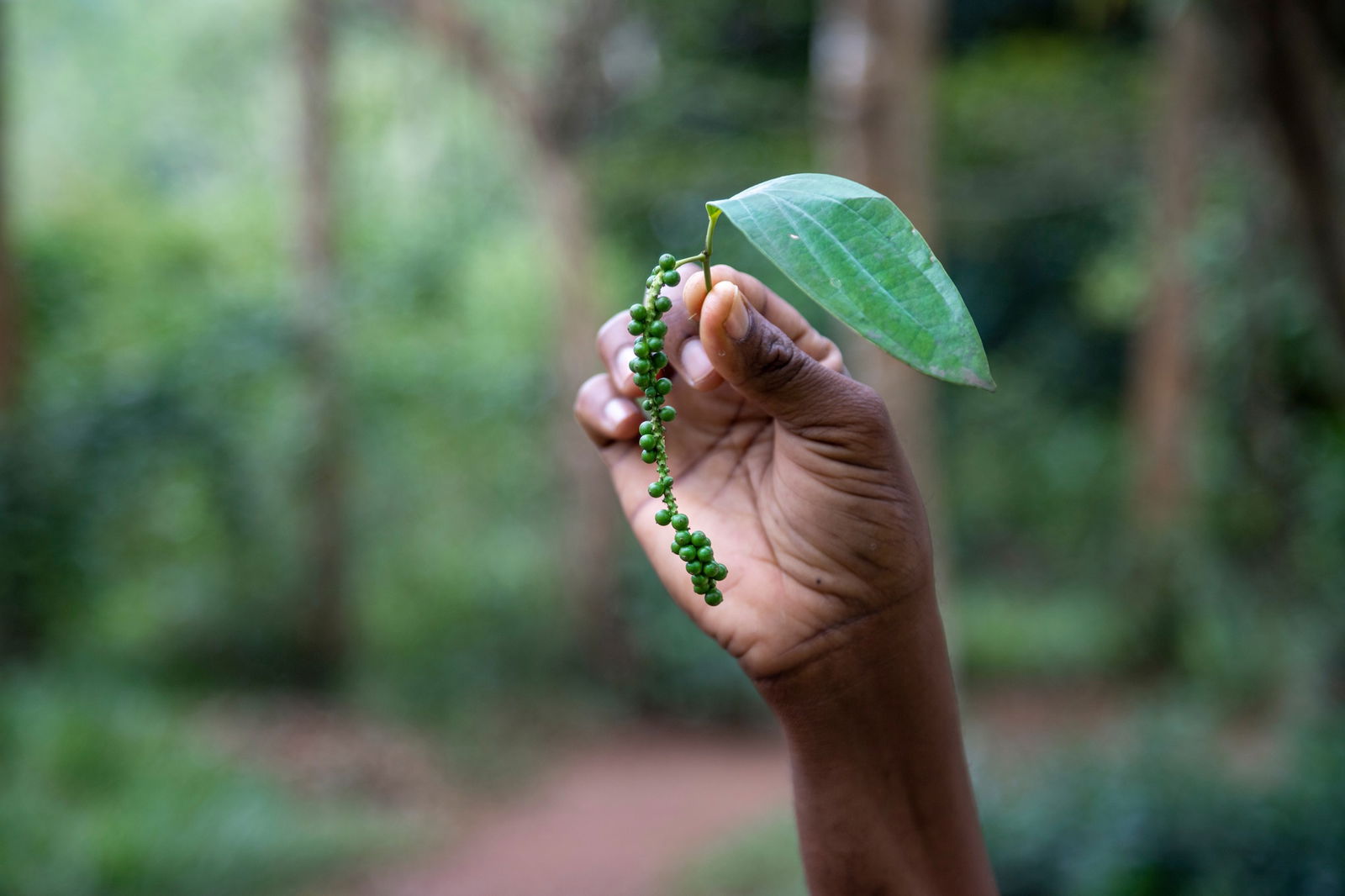 ZANZIBAR – SPICE FARM & PRISON ISLAND (OPTIONAL)