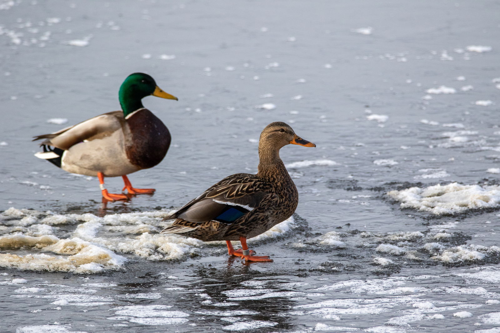 craciun-in-moldova-ospitalitate-si-bucate-alese