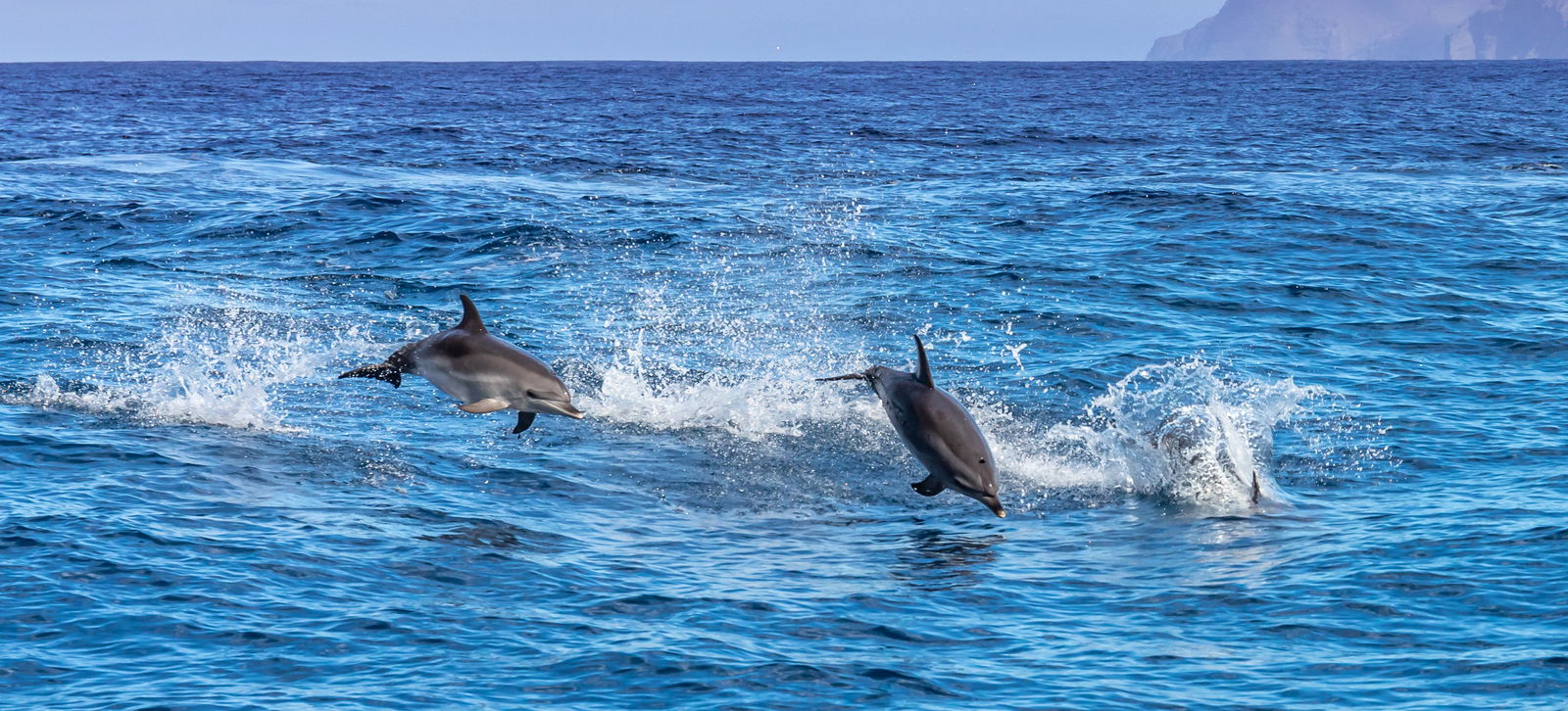 tenerife-o-vacanta-tropicala