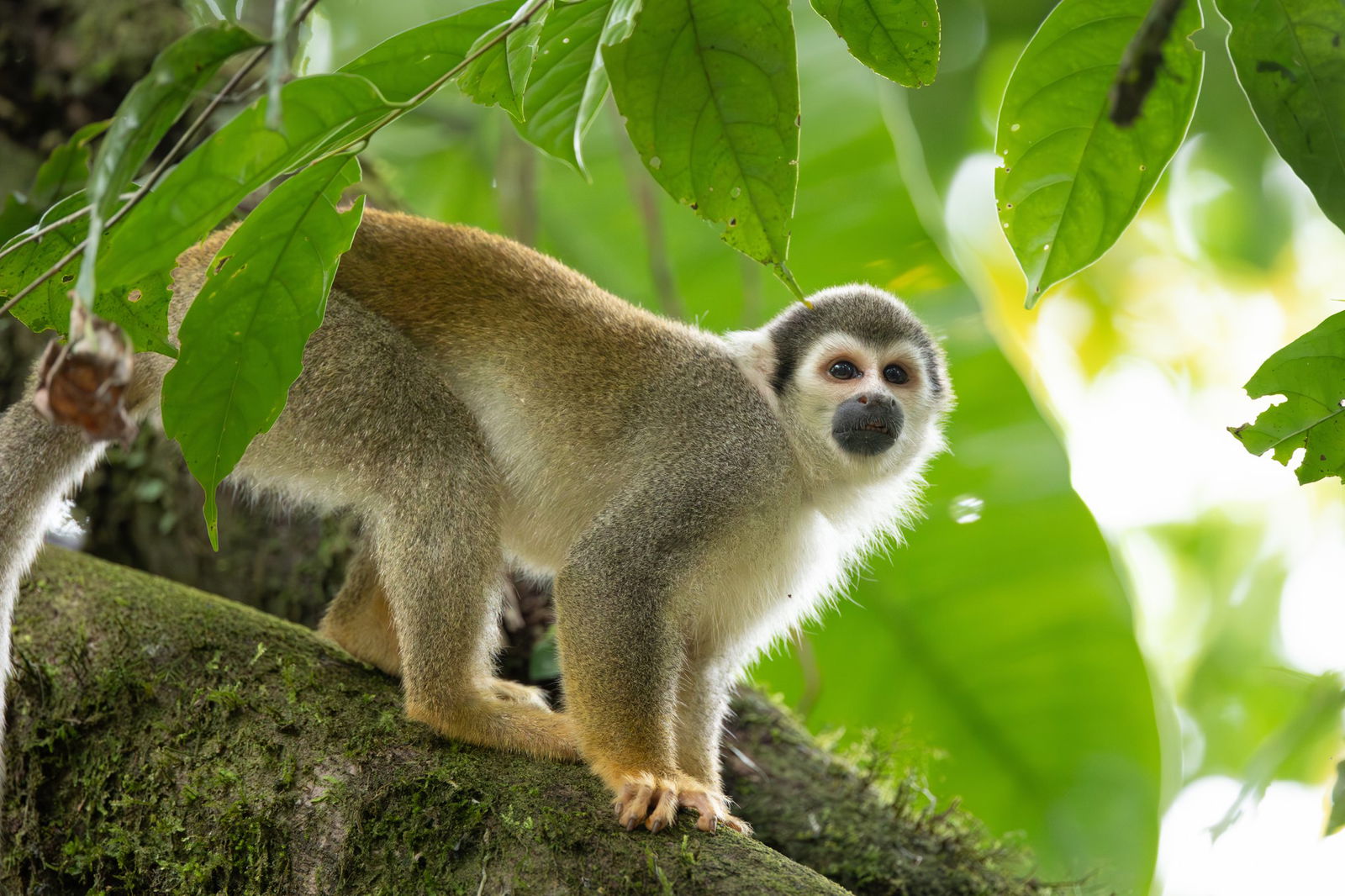 Excursie Circuit ecuador-galapagos