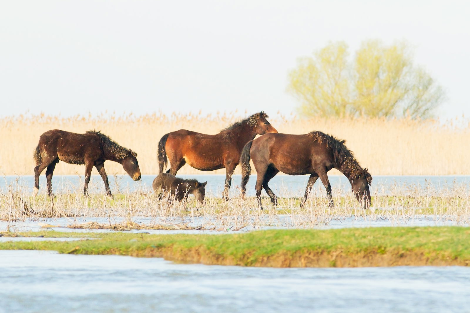Circuit Dobrogea, fascinantă, din Delta Dunării până în Munții Măcinului