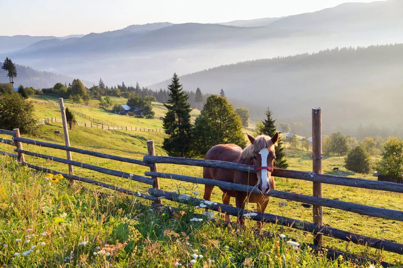bucovina-pictata-incondeiata-minunata