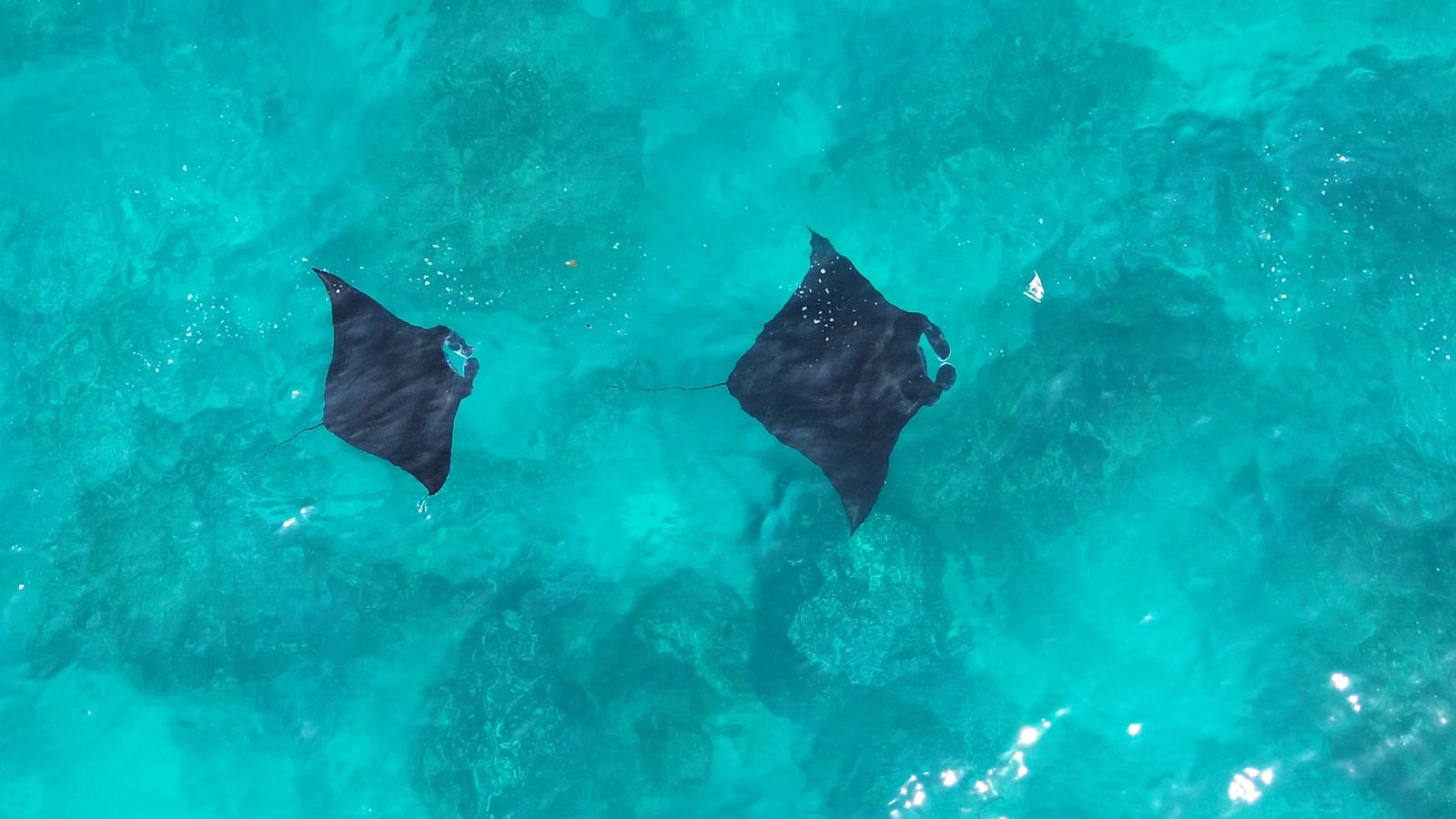 Snorkeling cu Diavolii de Mare (Manta Rays)
