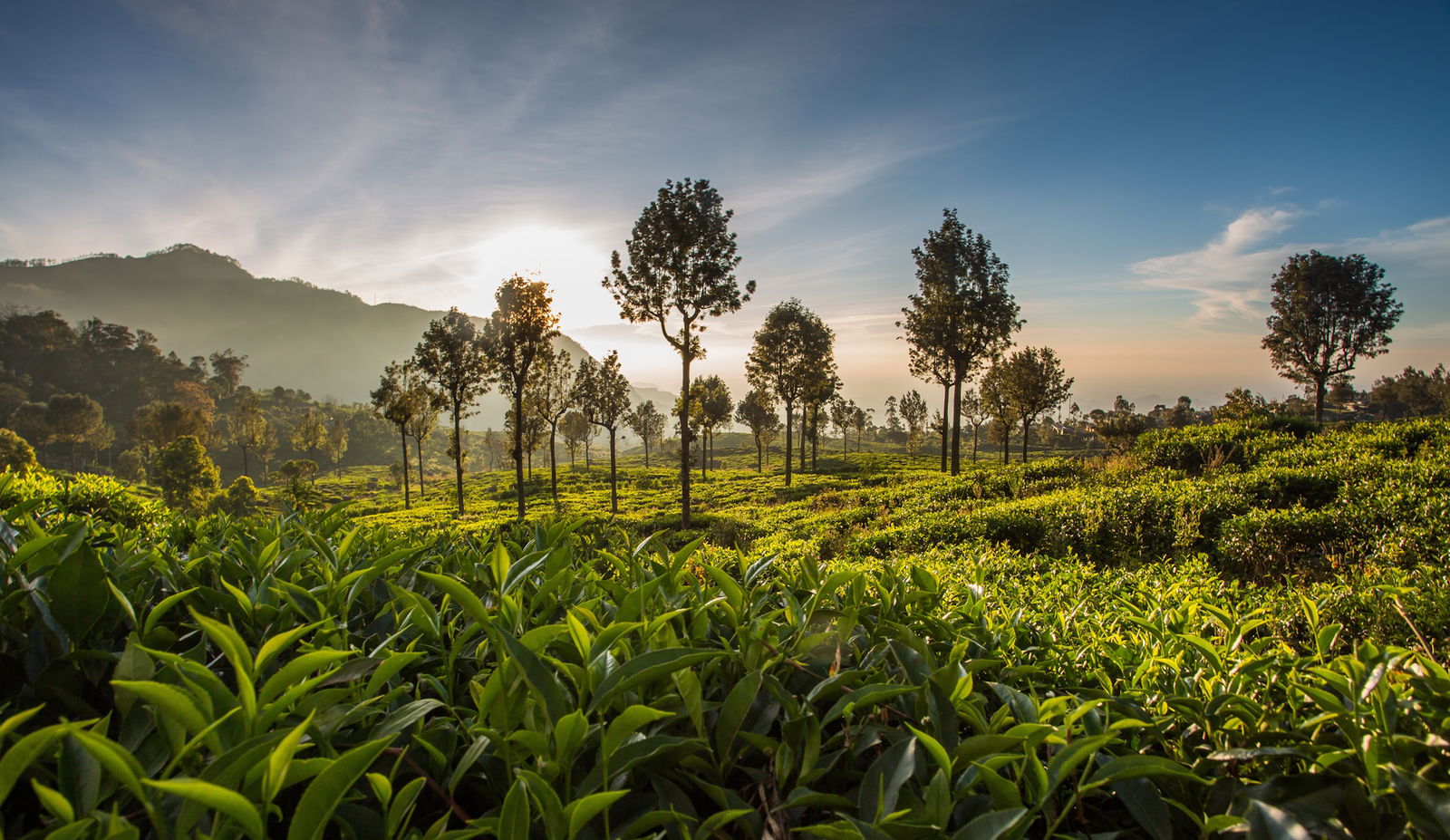 Incursiune in Lumea Ceaiului Ceylon