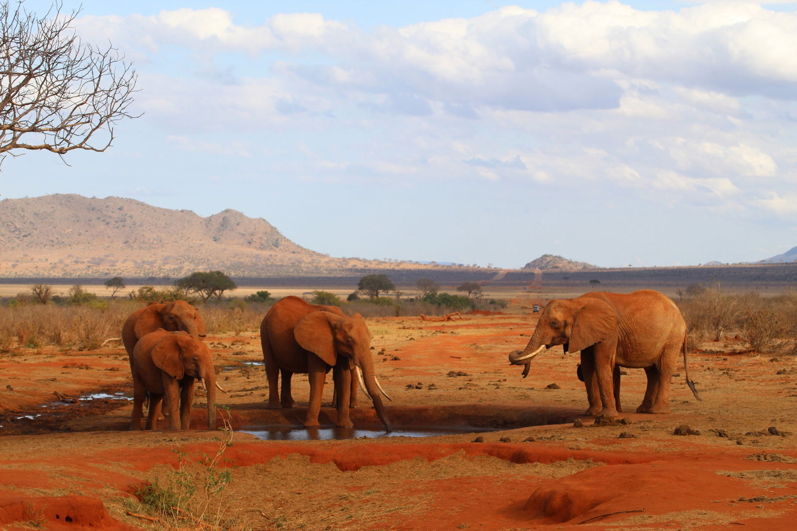 Excursie Circuit kenya-gustul-savanei-elefantii-rosii-paradisul-diani-plaja-2-zile-safari