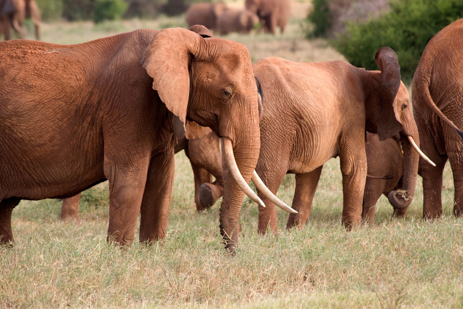 Excursie Circuit kenya-sufletul-africii-si-sejur-in-paradisul-diani