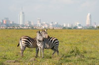Circuit Marea Migratie in Kenya & Tanzania