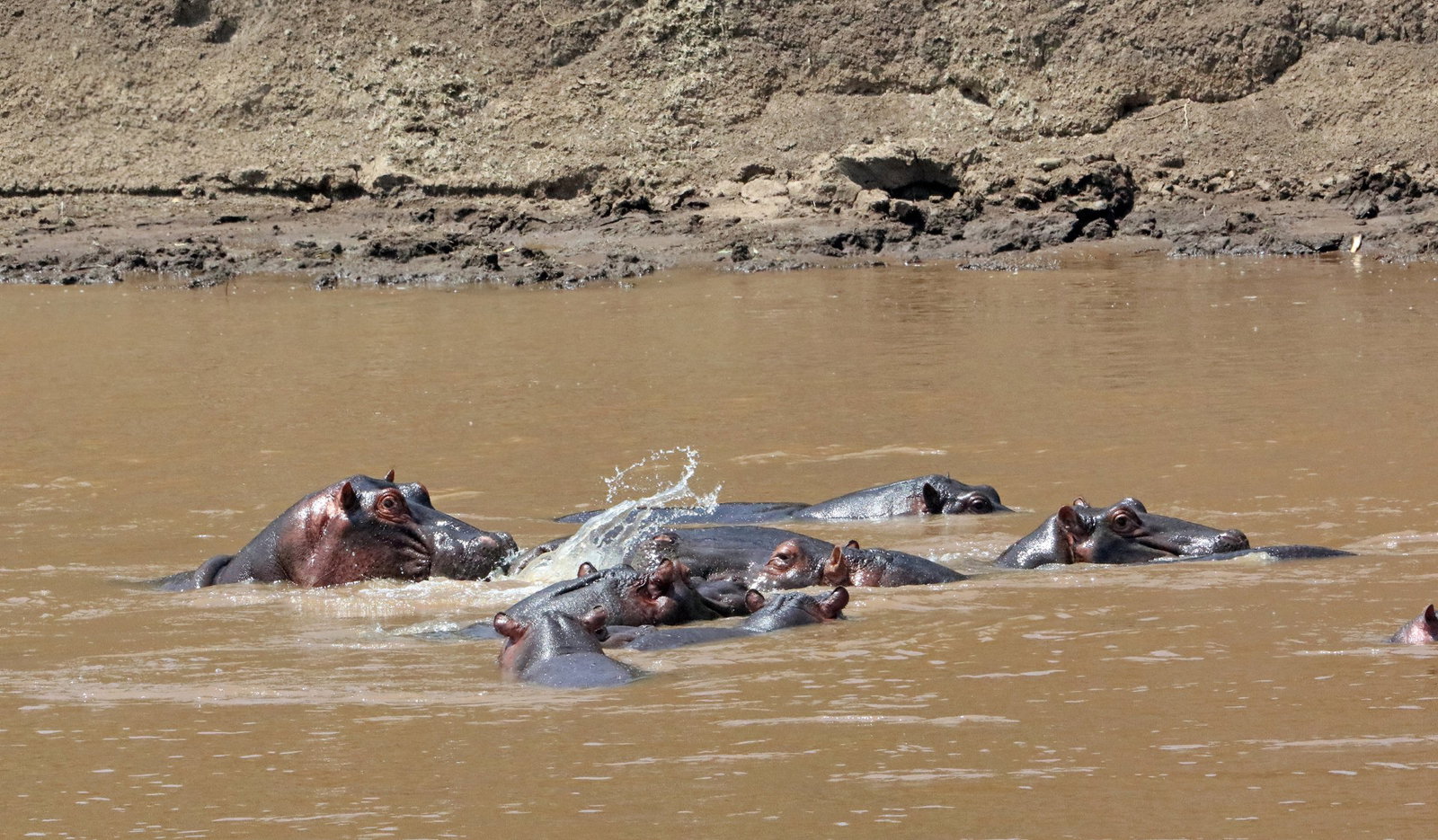 marea-migratie-in-kenya-tanzania