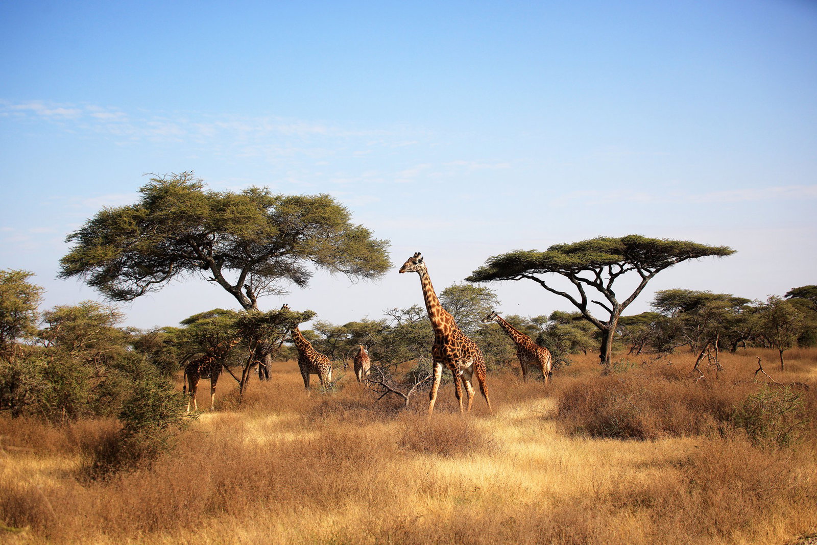 marea-migratie-in-kenya-tanzania