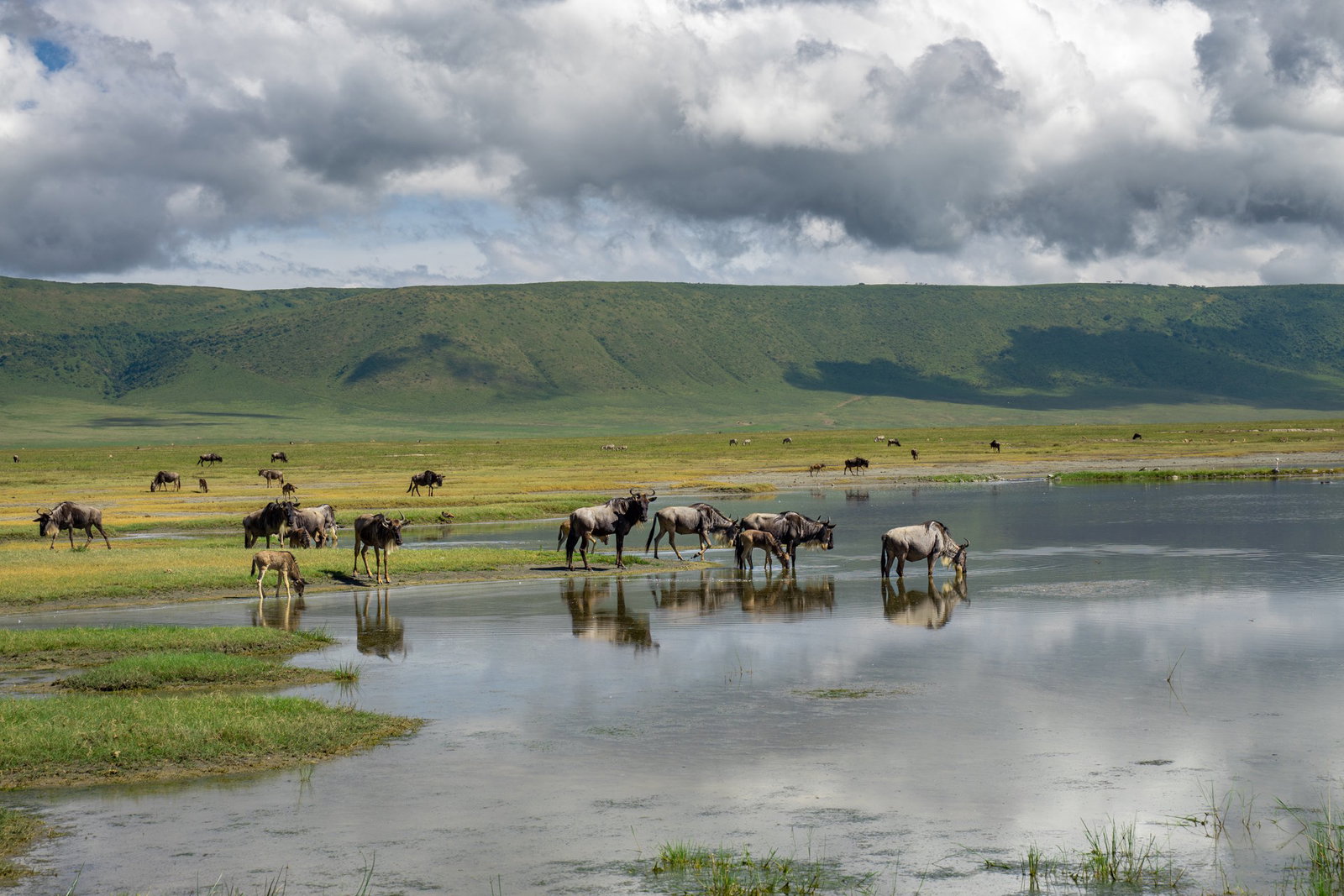 marea-migratie-in-kenya-tanzania