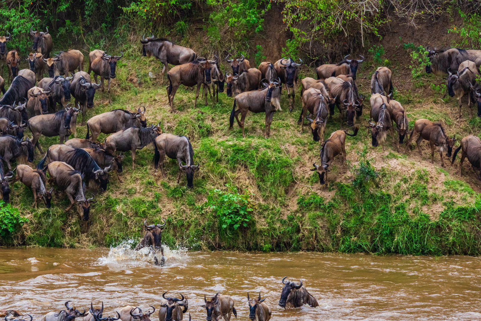 marea-migratie-in-kenya-tanzania