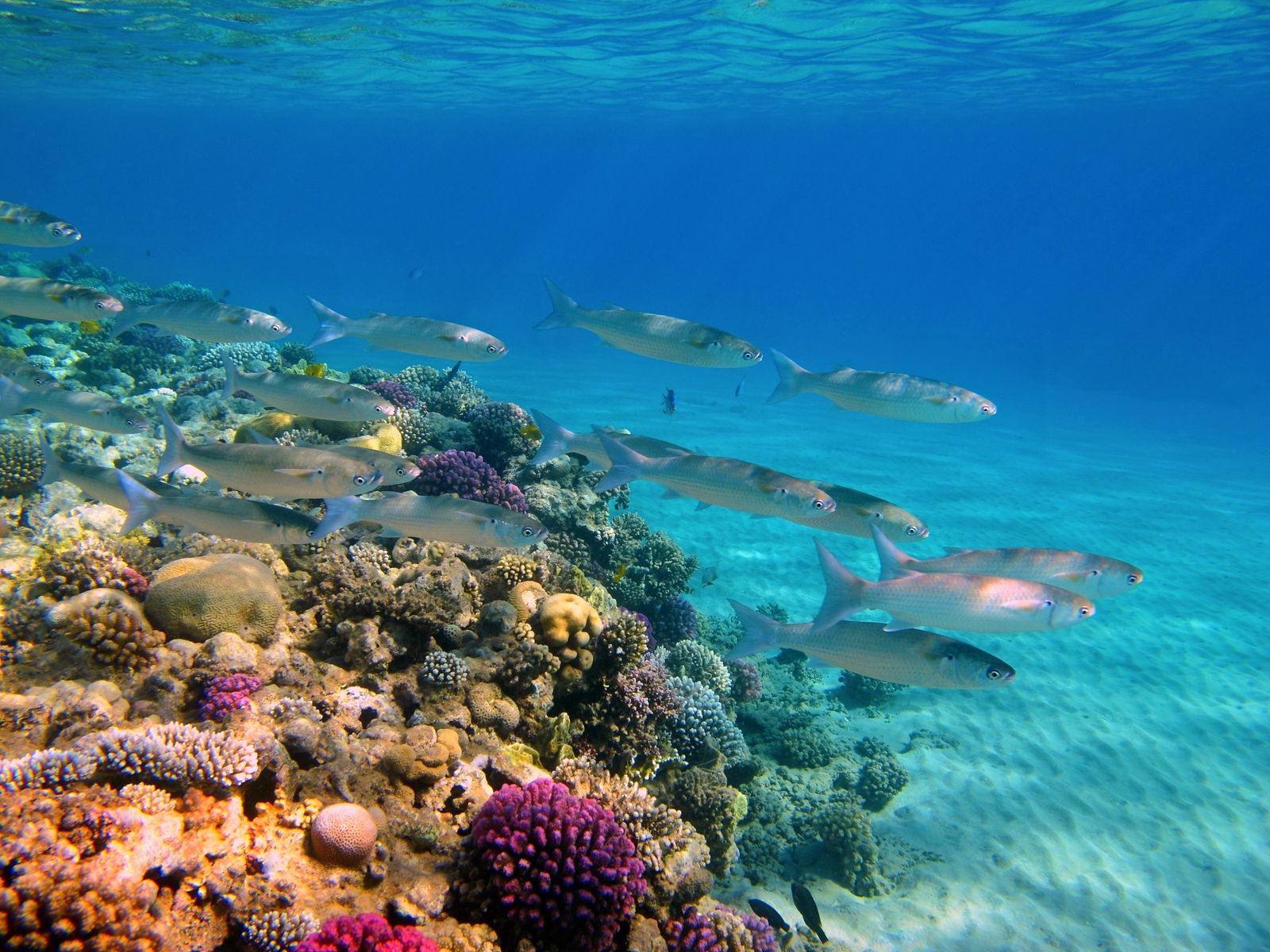 Excursie Circuit zanzibar-plaja-la-oceanul-indian