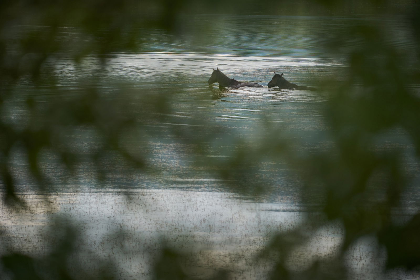 Excursie Circuit regatul-cailor-salbatici-tainele-naturii-1-zi