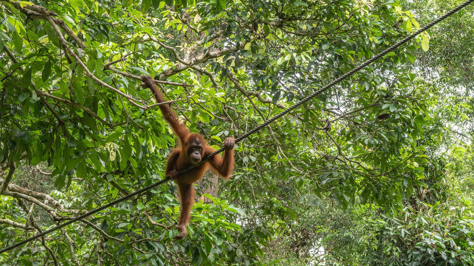 Excursie Circuit circuit-malaezia-comoara-din-borneo-si-sanctuarul-urangutanilor