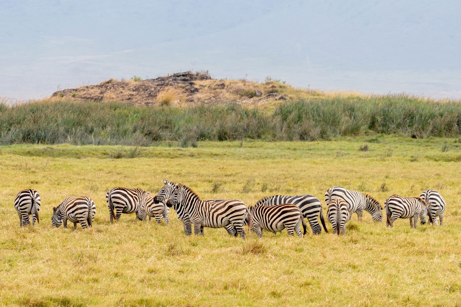 Excursie Circuit regele-leu-expeditie-de-familie-in-tanzania
