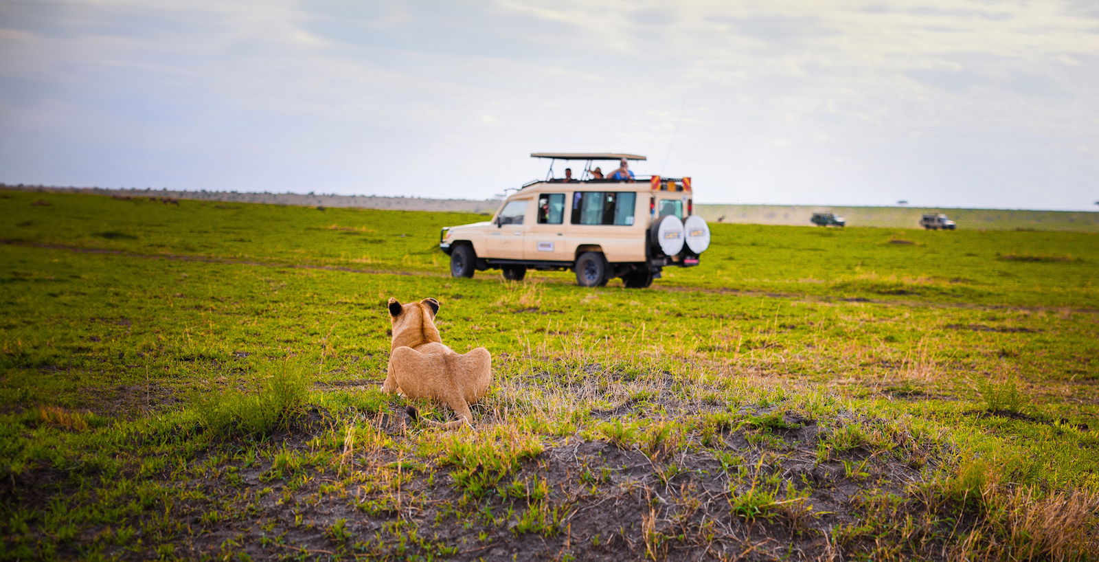 Excursie Circuit regele-leu-expeditie-de-familie-in-tanzania