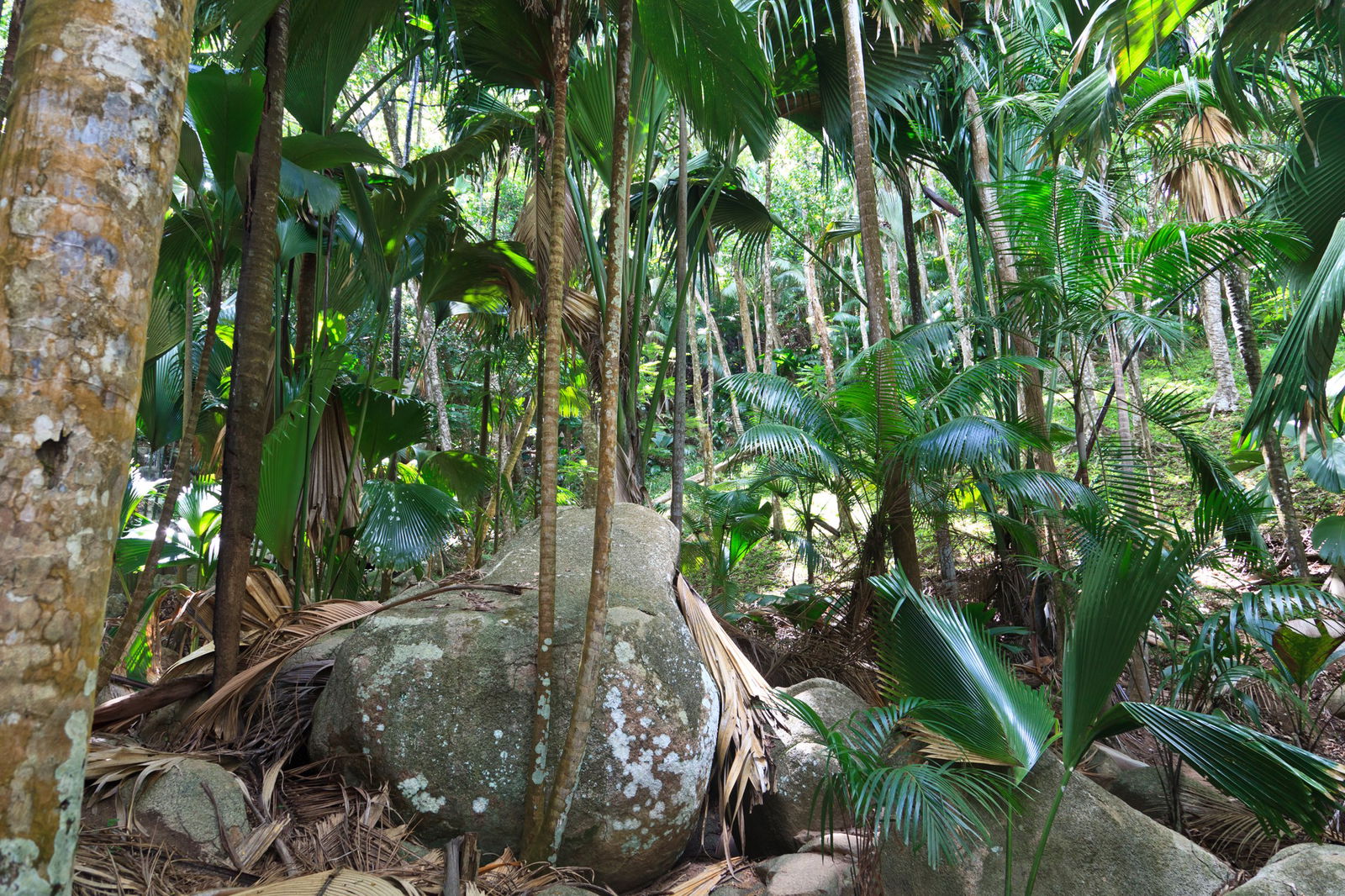 Odiseea Celor Trei Insule - Praslin & La Digue