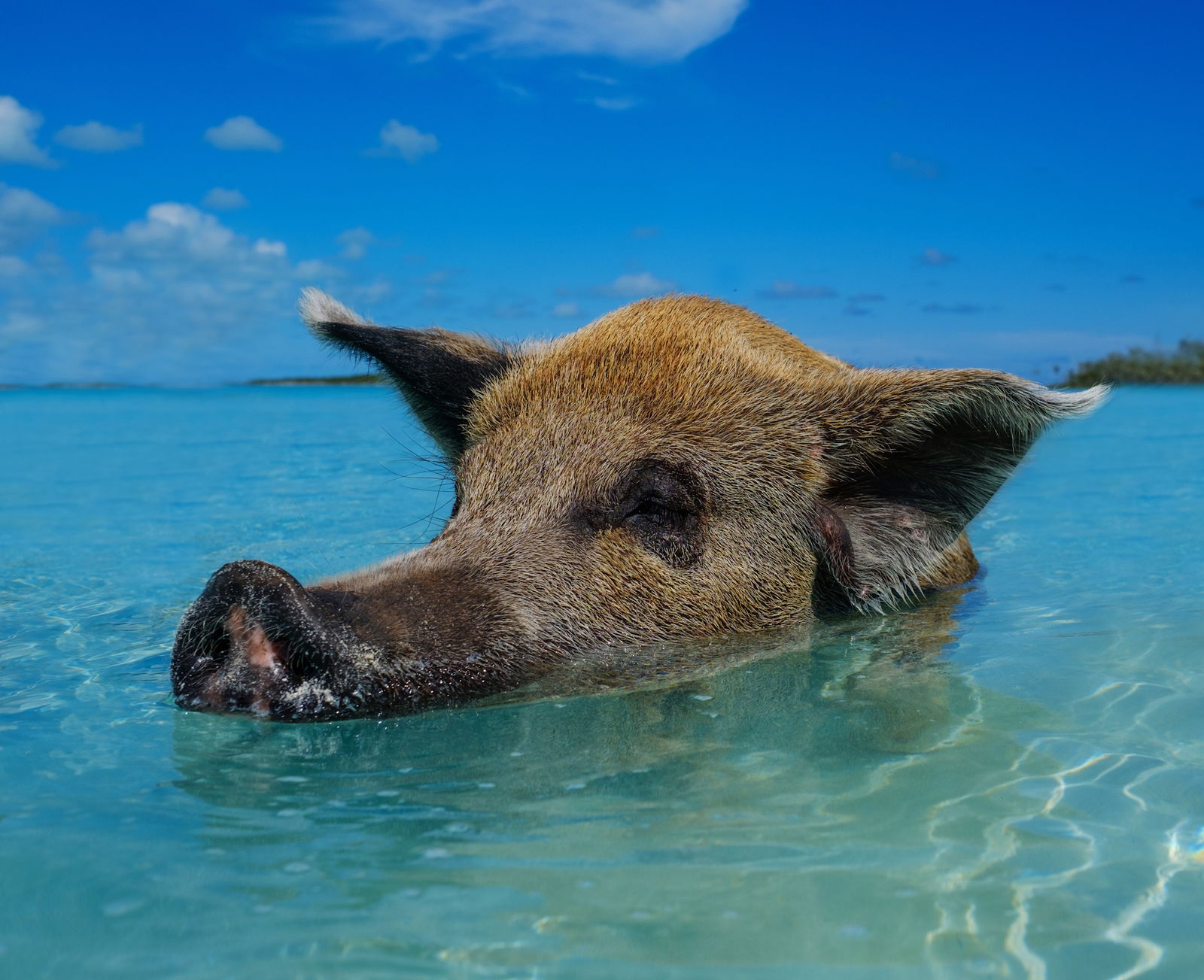 Once in a Lifetime": Expeditie in Exumas, la Insula Porcilor Inotatori