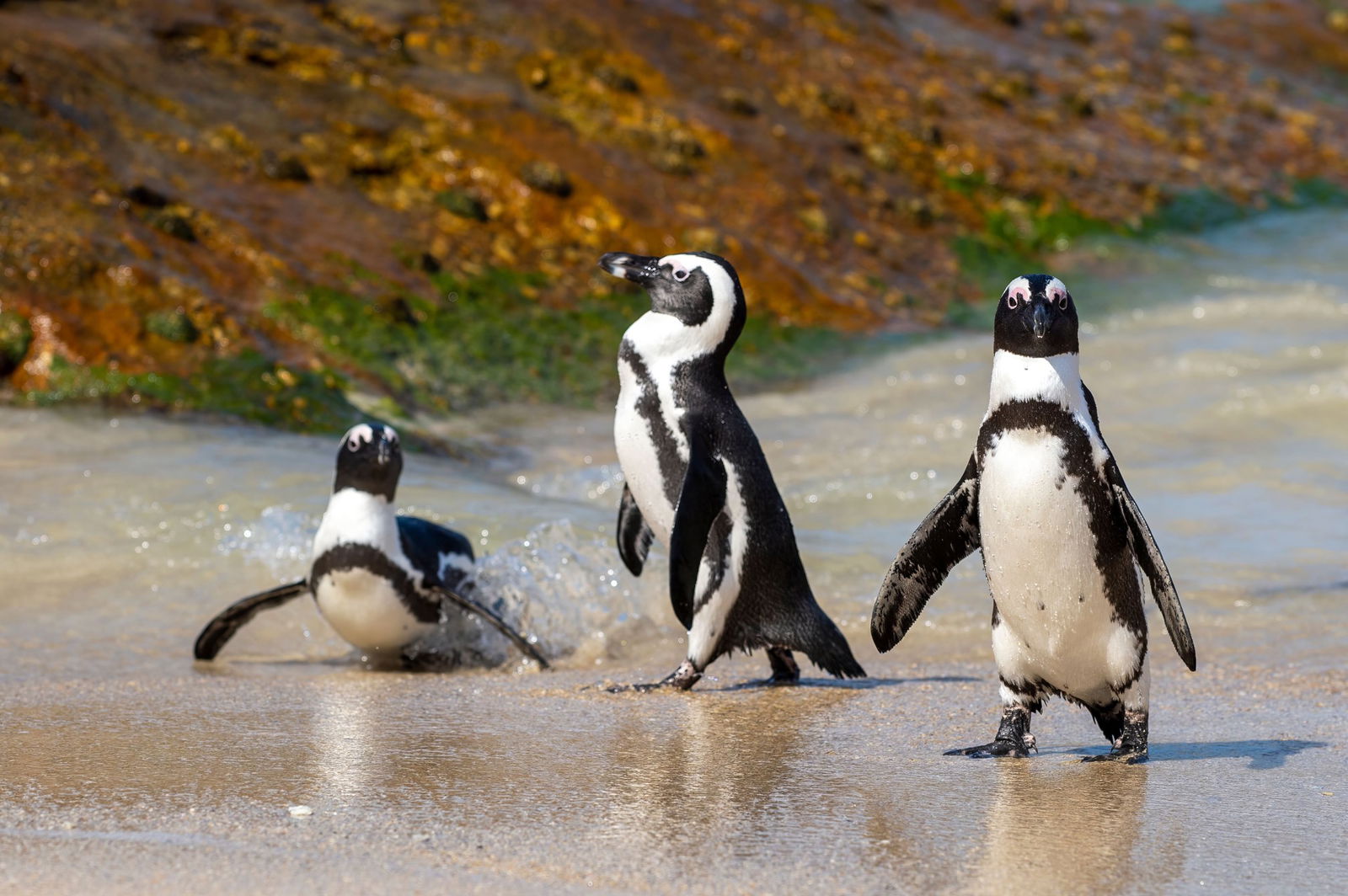 Esenta Africii de Sud: Capetown si Safari