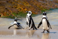 Circuit Africa de Sud: Capetown si Safari în Eastern Cape