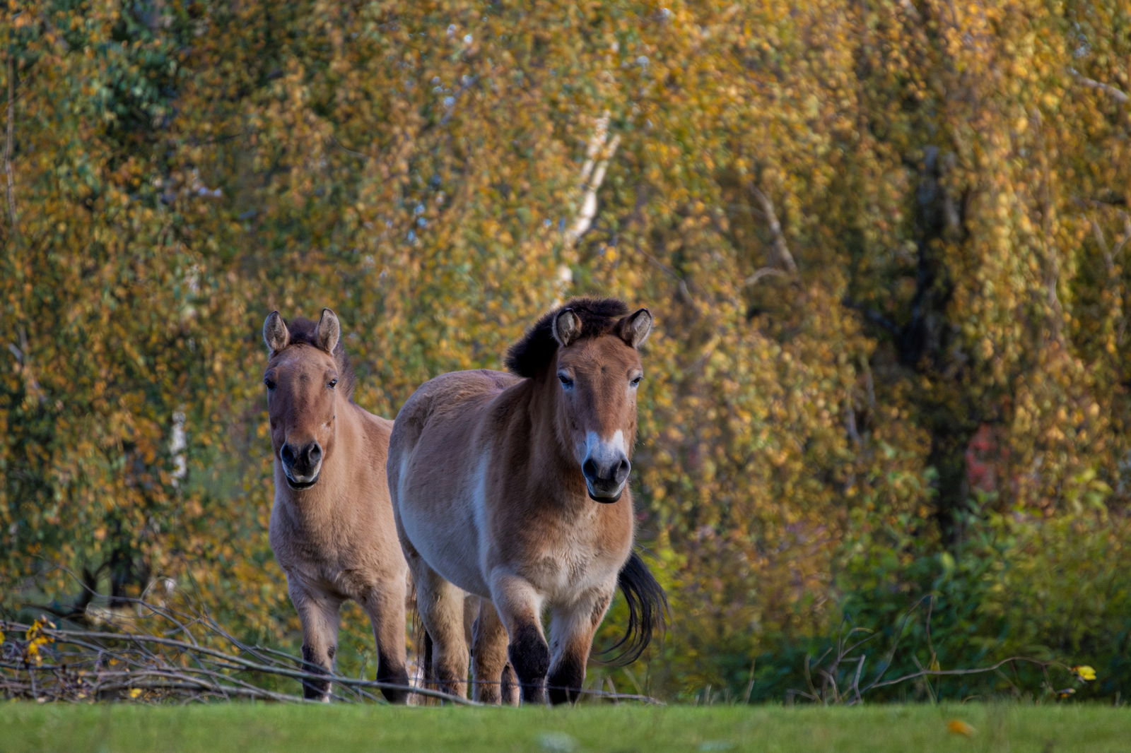 Excursie Circuit mongolia-pe-urmele-lui-ginghis-han