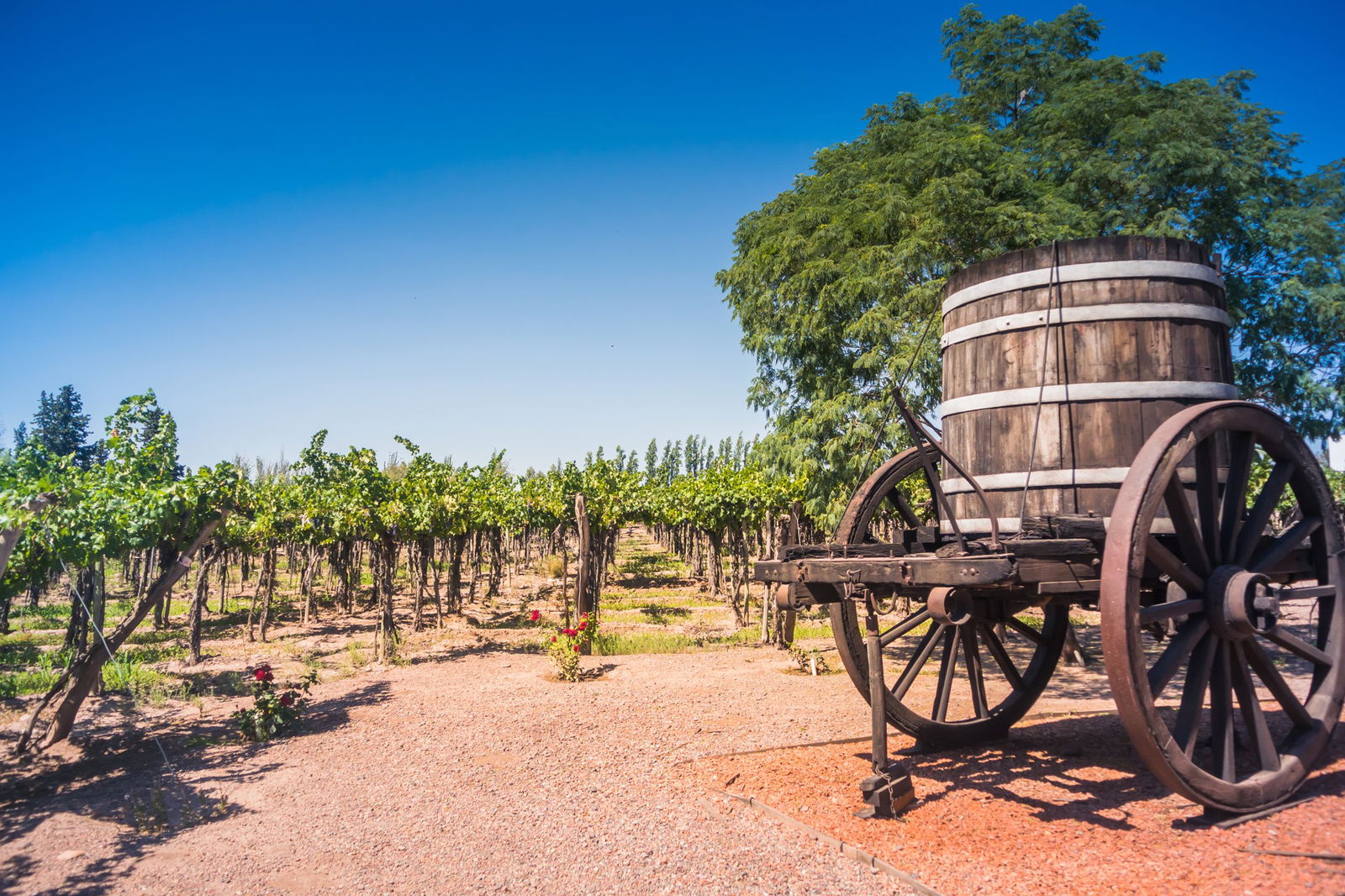 Circuit Argentina: Tara Tangoului si a vinului de Malbec