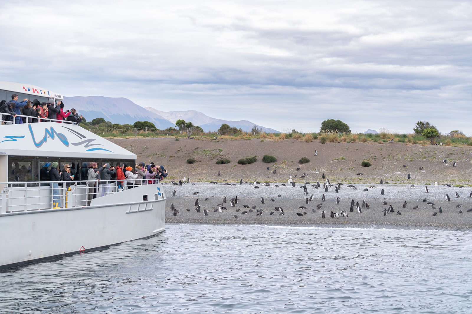 Pelerinaj la Sanctuarul Pinguinilor de pe Insula Martillo