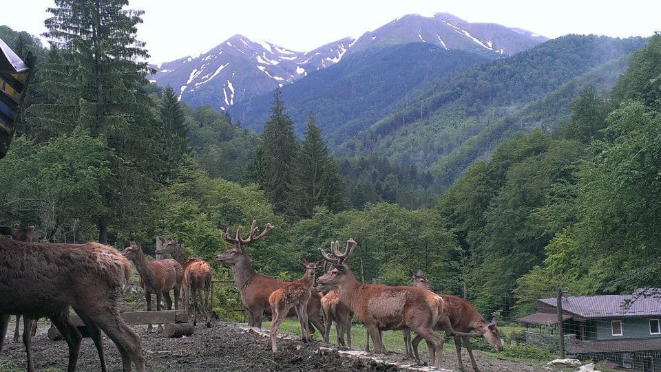 Circuit Excursie 1 Zi Ferma de Cerbi Avrig - Sibiu 2026