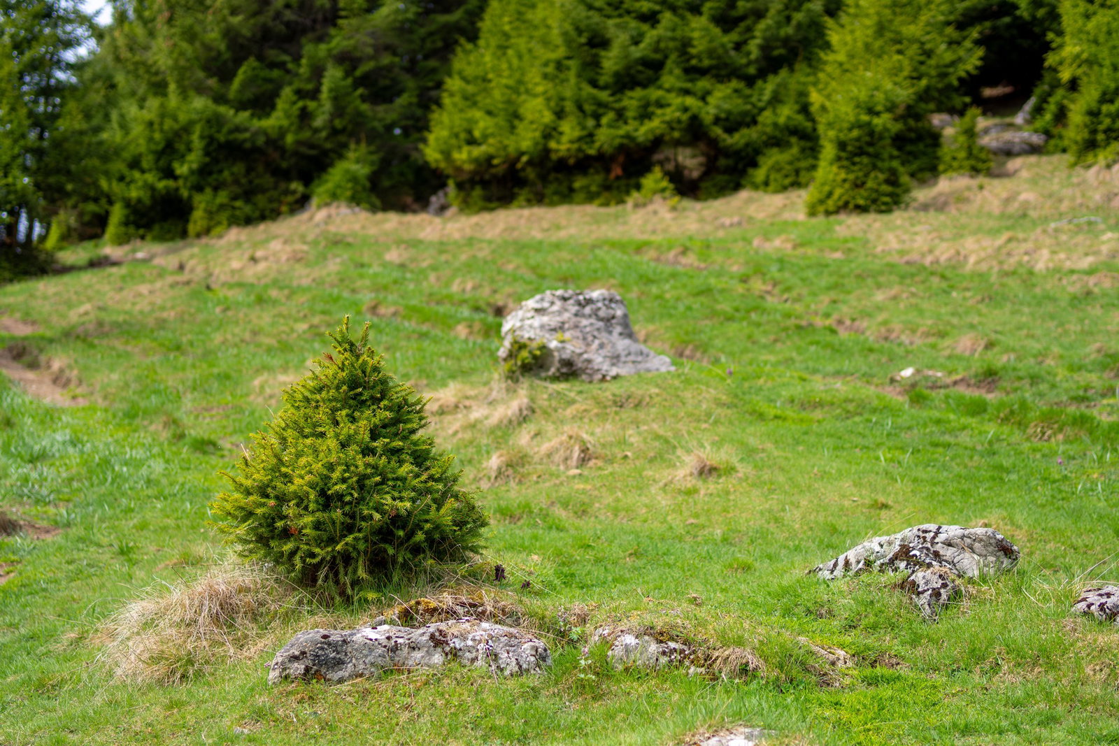 Excursie Circuit drumetie-la-cascada-moara-dracului