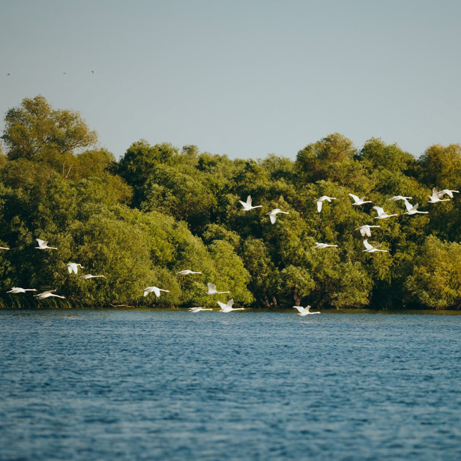 Excursie Circuit inima-salbatica-a-deltei-mila-36