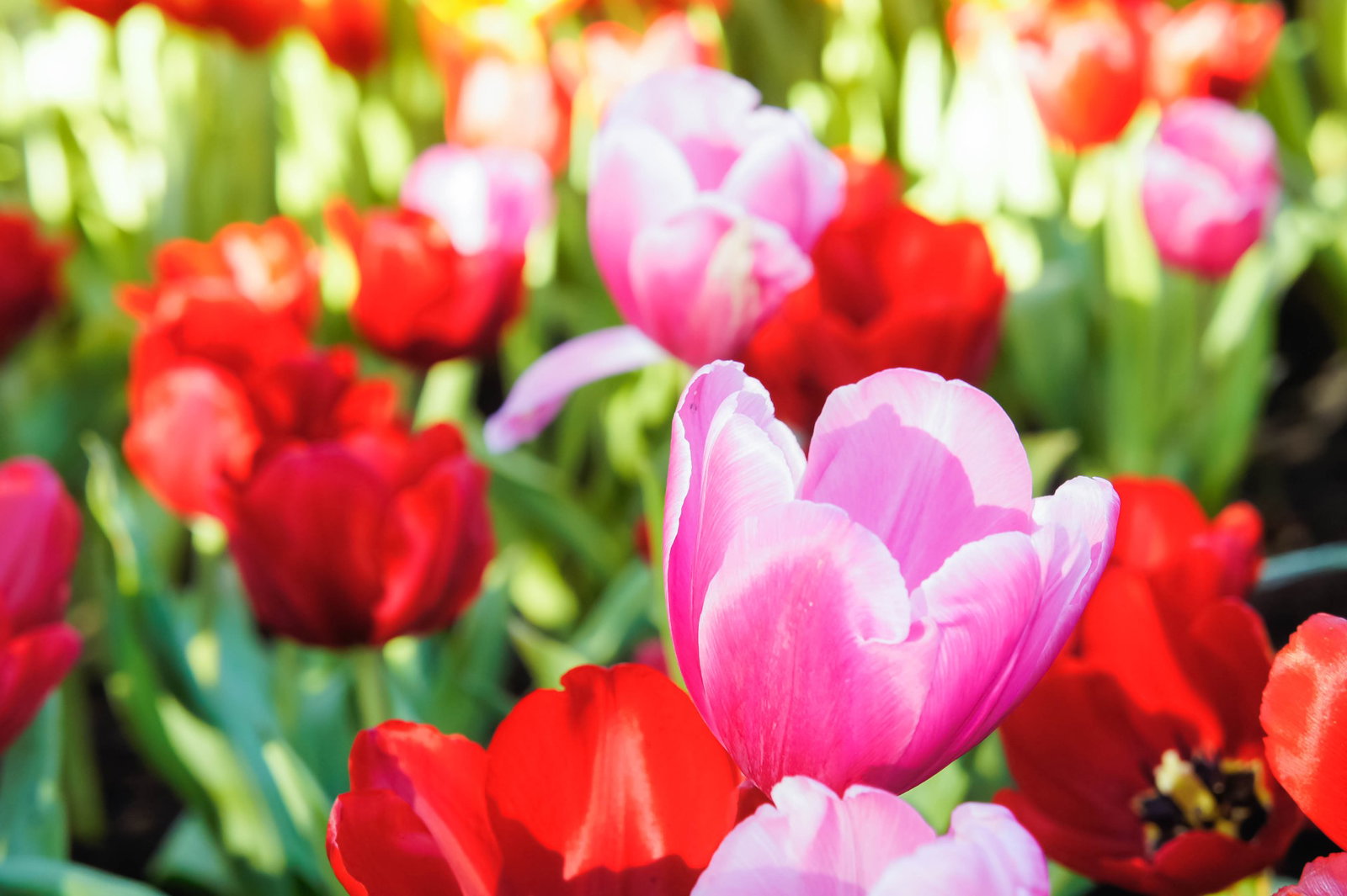 Excursie Circuit o-evadare-in-capitala-lalelelor