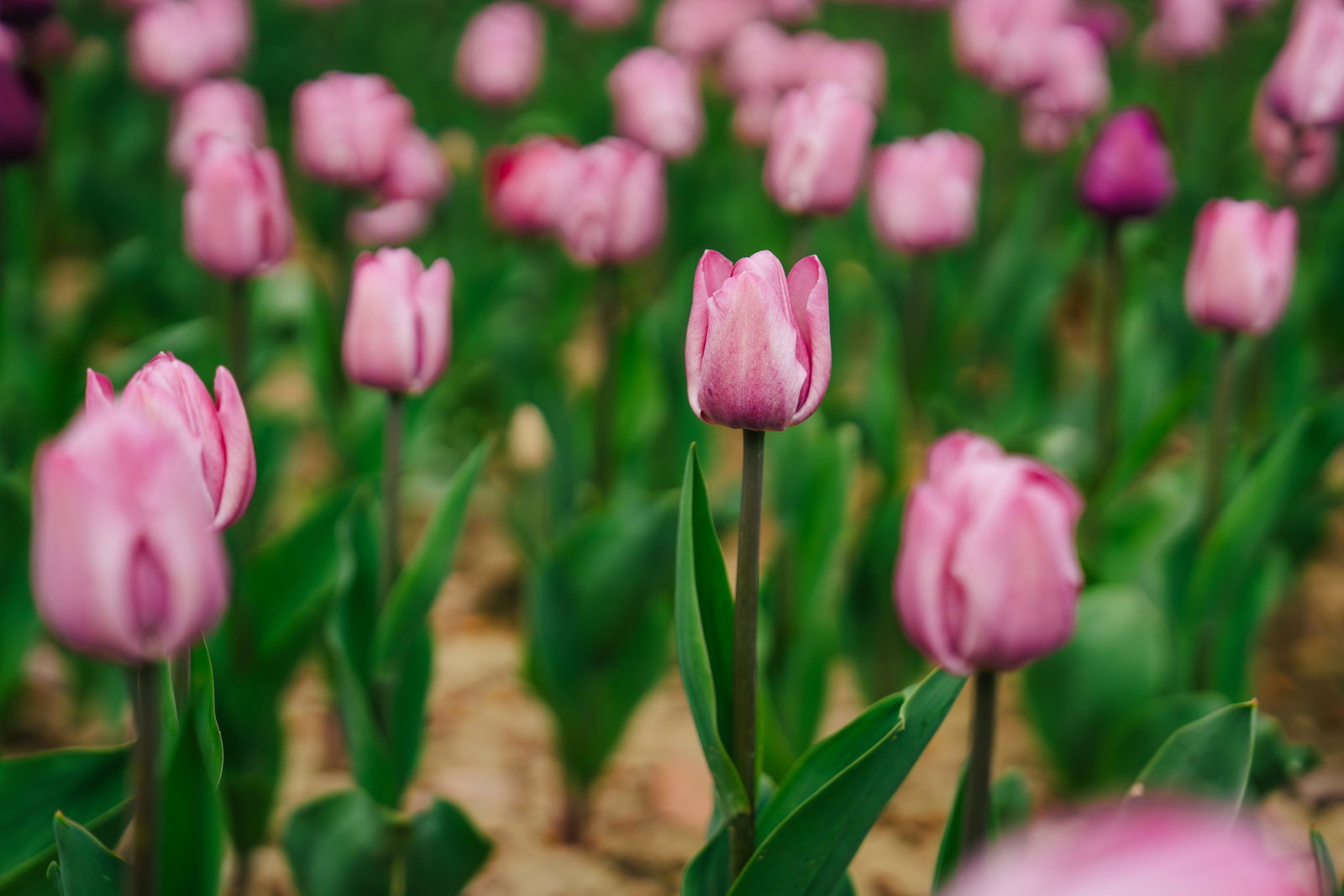 Excursie Circuit o-evadare-in-capitala-lalelelor