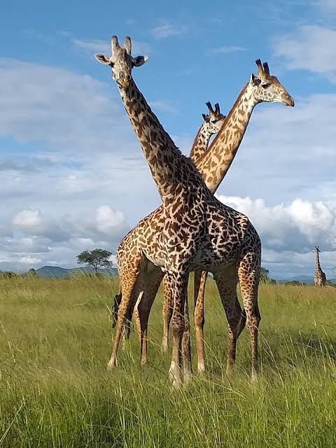 Excursie Circuit zanzibar-safari-mikumi-de-1-zi