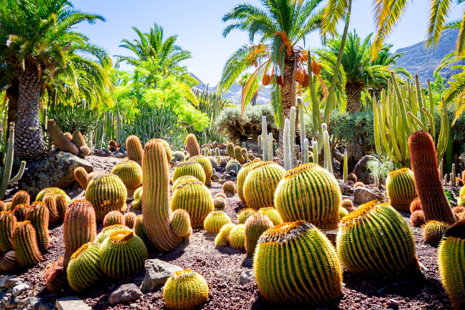 revelion-in-gran-canaria-frumuseti-cat-pentru-un-continent-intreg