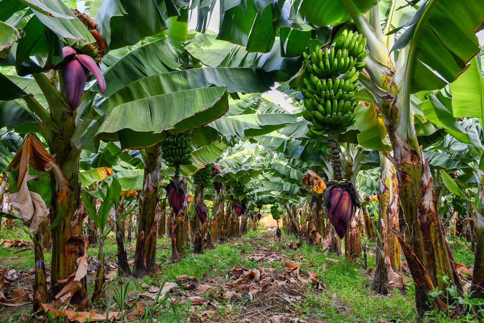 revelion-in-gran-canaria-frumuseti-cat-pentru-un-continent-intreg