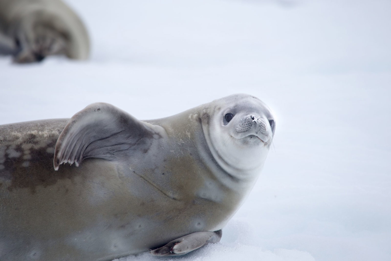 Excursie Circuit antarctica-once-in-a-lifetime