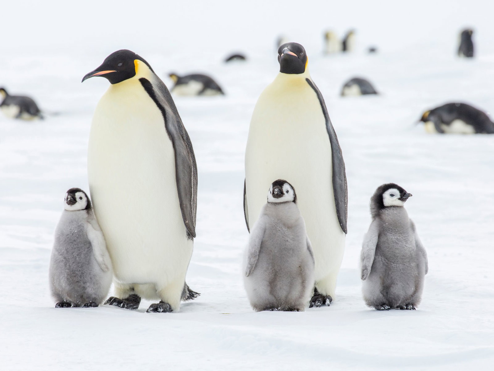 Excursie Circuit antarctica-once-in-a-lifetime