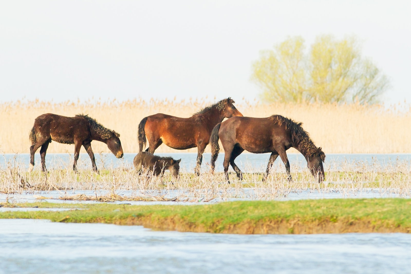 Dobrogea, fascinantă, din Delta Dunării până în Munții Măcinului