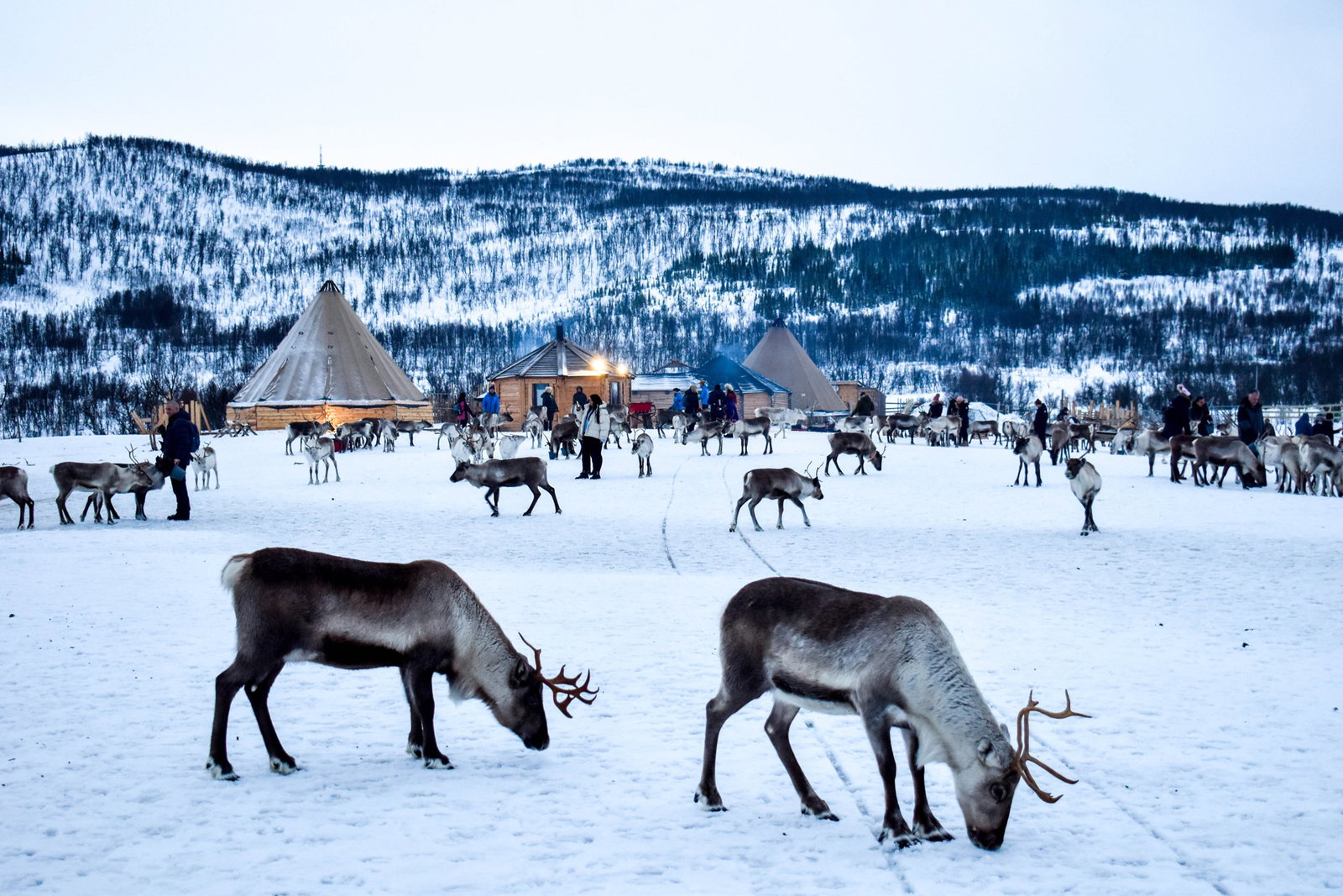Excursie Circuit norvegia-tromso-fiorduri-si-traditii-sami