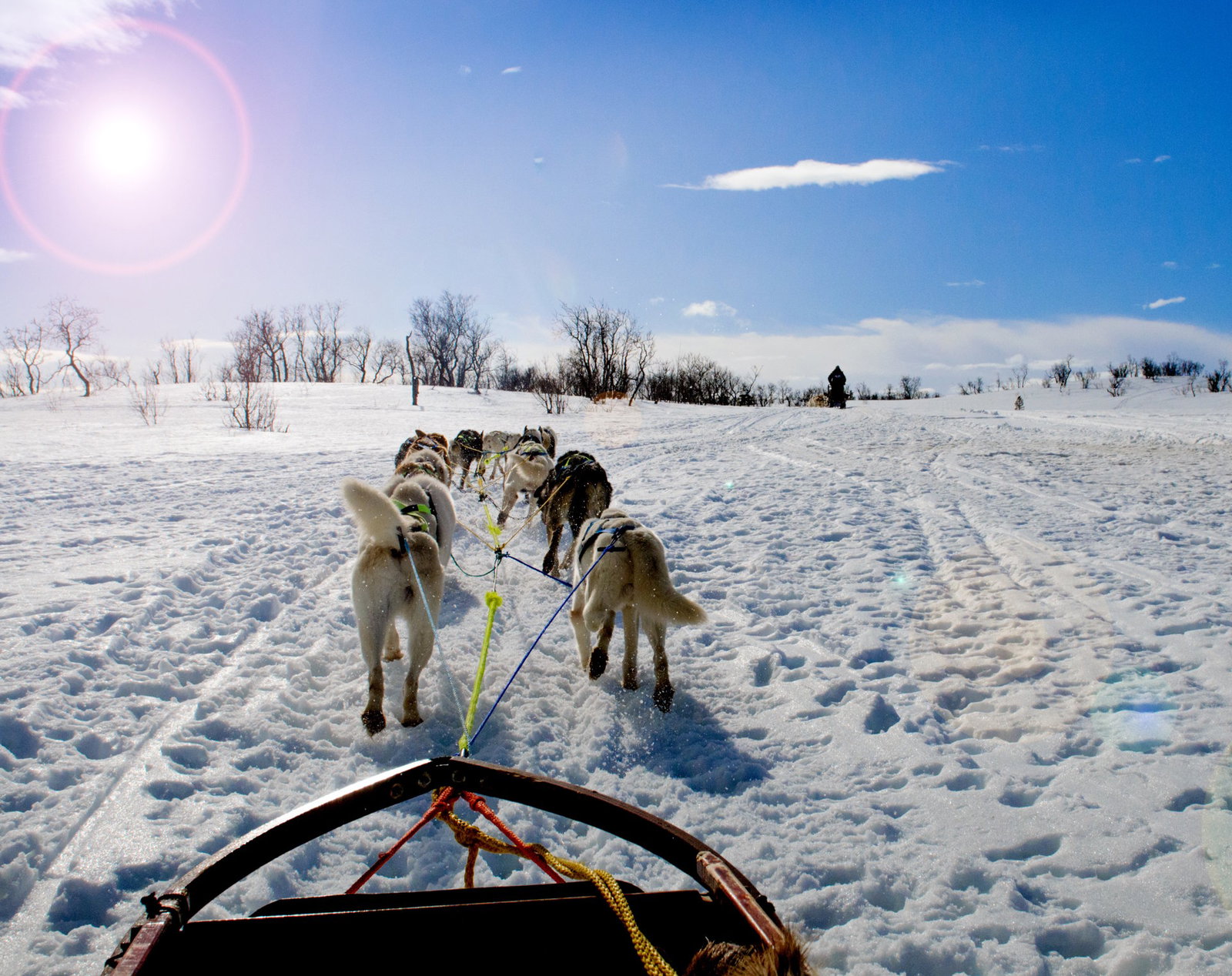 Husky Adventure: O vizita la ferma de caini arctici