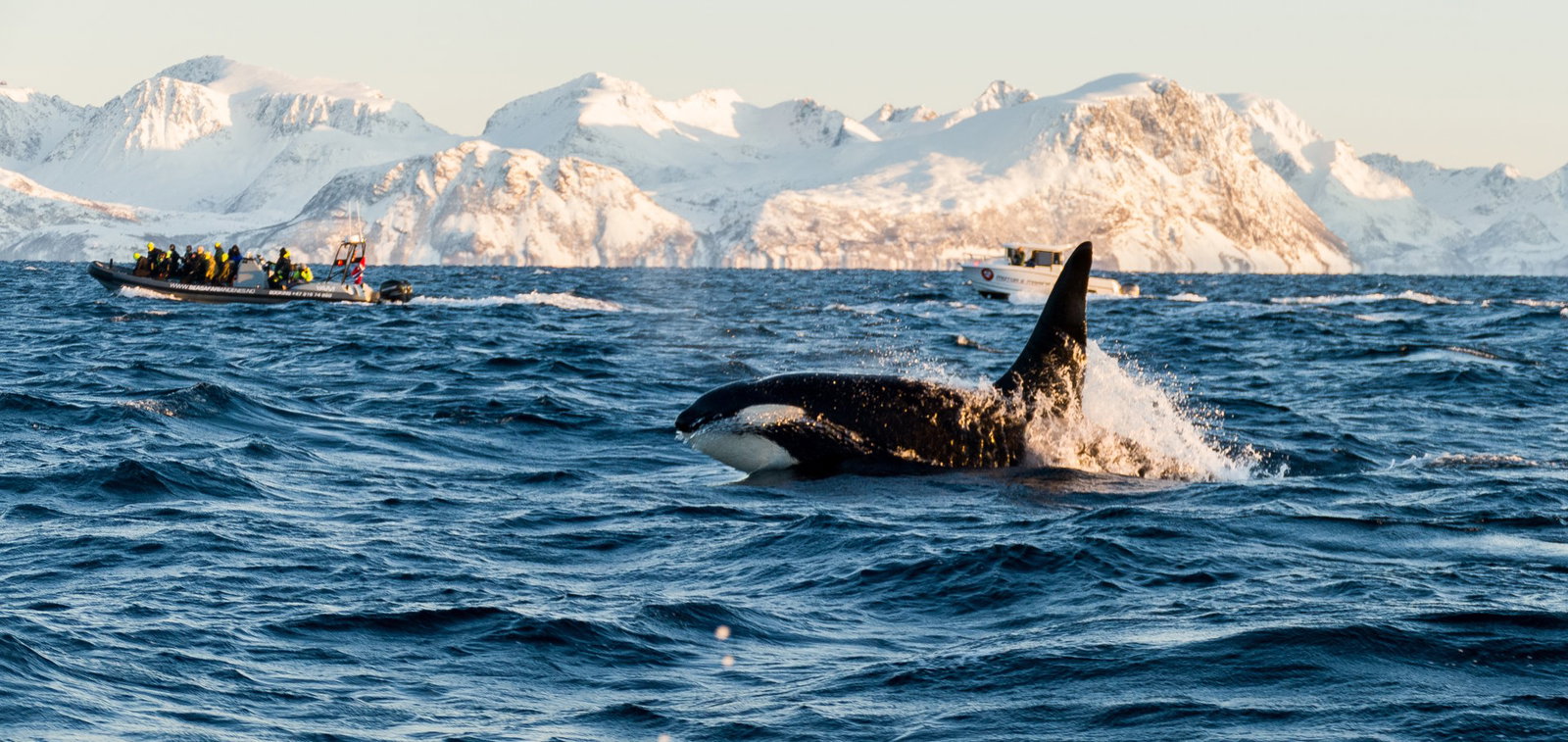 Whale Watching Safari: Intalnire cu balene si orci