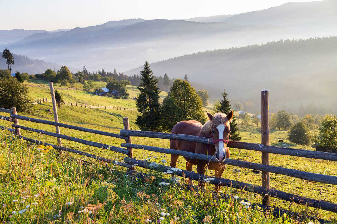 Bucovina si manastirile pictate