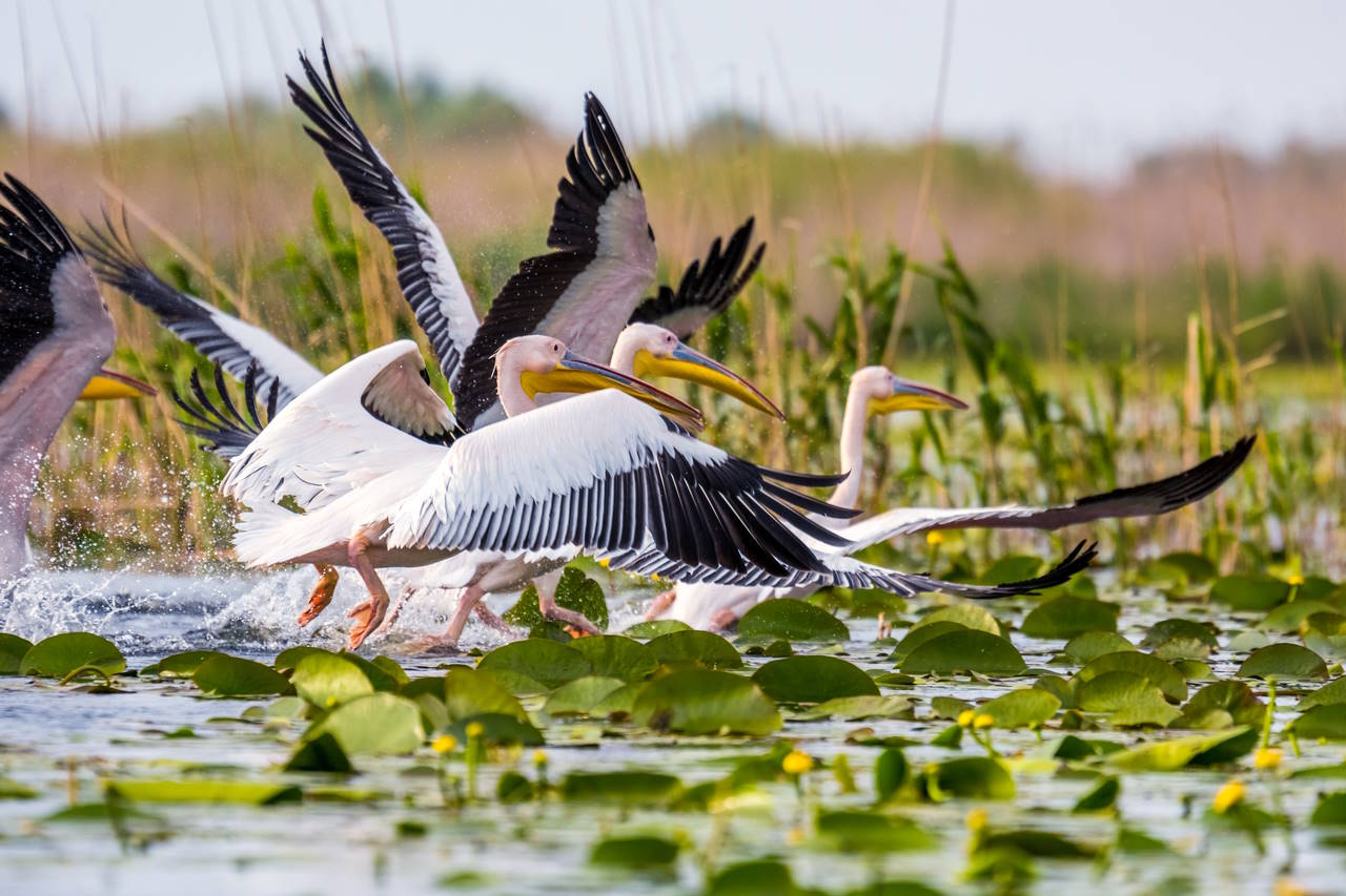 Dobrogea si Muntii Macinului