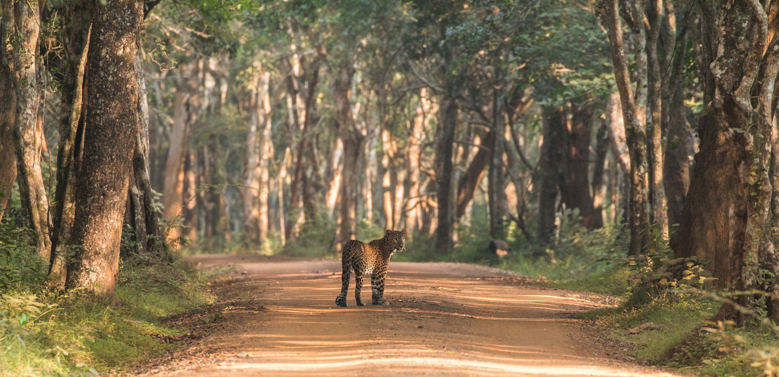 Safari in Parcul National Yala